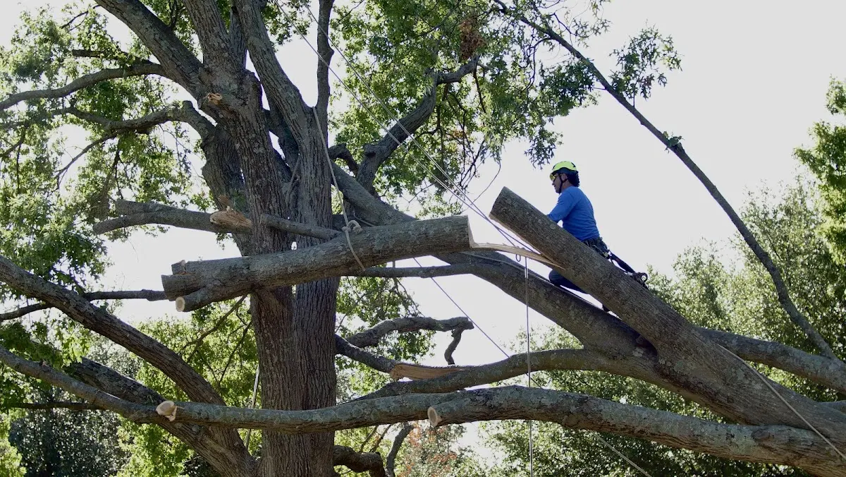 Professional Crown Thinning performed by certified arborists in Pinecliffe