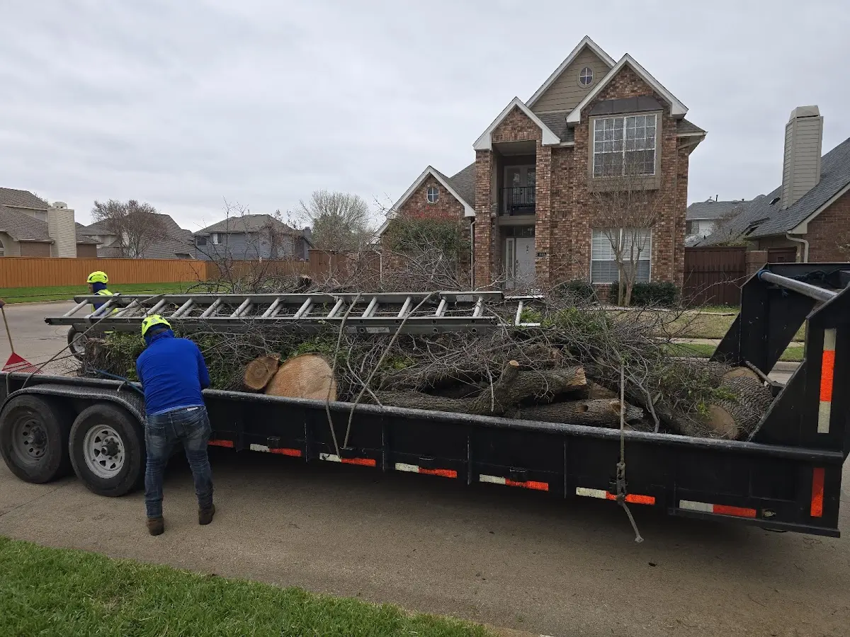 Expert Tree Pest Control with proper safety equipment in Pinecliffe